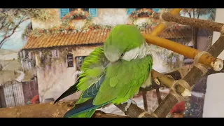 КАК СДЕЛАТЬ ЛЕСТНИЦУ ДЛЯ ПОПУГАЕВ СВОИМИ РУКАМИ/LADDER FOR PARROTS WITH YOUR OWN HANDS