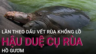 Lần theo dấu vết rùa khổng lồ, hậu duệ cụ rùa Hồ Gươm | VTC Now