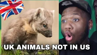 AMERICAN REACTS TO UK Animals You Won't Find in US 😳🤯