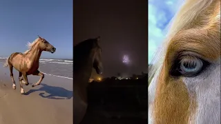 Horse TikToks That Went Viral! #8