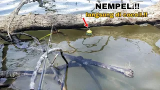 NEMPEL LEEPP‼️ pantang umpan jatuh, mancing kakap putih..!!