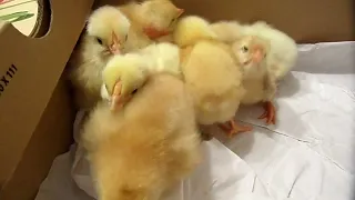 Pulcini di gallina tenerissimi e bellissimi che pigolano | Animali dolci, teneri, belli e simpatici