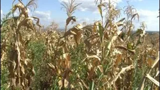 Intercropping maize with pigeon peas (Summary)