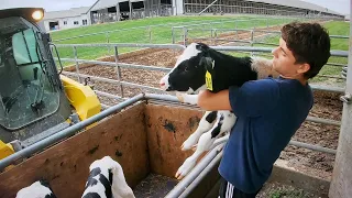 Life of a Dairyman in Pennsylvania