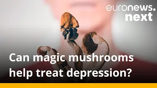 Psilocybin in magic mushrooms ‘significantly reduces’ symptoms of depression, trial shows