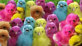 World Cute Chickens, Colorful Chickens, Rainbows Chickens, Cute Ducks, Rabbits, Cute Animals 🐤