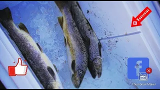 Trout fishing the driftless region of Iowa/ Paint Creek/ Yellow River State Forest