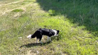 border collie   Luna 7 meses