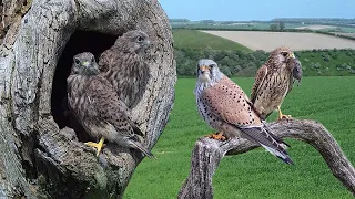 Survival Story of a Kestrel Family | Full Story | Mr & Mrs Kes | Robert E Fuller