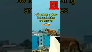 😱Dog jumps off from high building and survives🐕🙏#dog#dogs #doglovers#animals#trending #viral #shorts