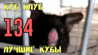 ЛУЧШИЕ КУБЫ | Куб Клуб [выпуск #134]