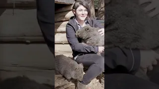 Wombats Have Fur Built For Burrowing #shorts