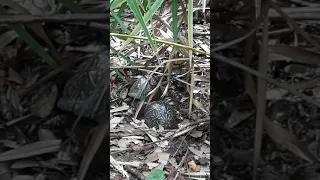 turtles making love