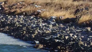 Ring-Billed Gulls - Wild Bird Company bird walk 02.04.17