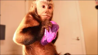 Monkeys First Time Playing with Slime!