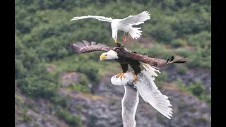 Символ Америки- Белоголовый орлан, главный пернатый хищник США. Bald eagle.