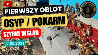 17.02: Pierwszy oblot, kontrola osypu i pokarmu - pierwszy wgląd do rodzin - Pasieka SeBee