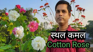 Sthal Kamal Hibiscus mutabilis Confederate rose  Dixie rosemallow | cotton rose | cotton rosemallow