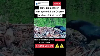 How did a Raven manage to kill an Ospre