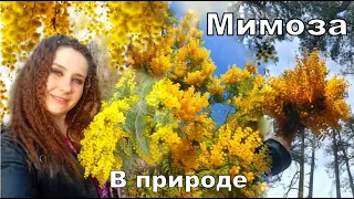 Мимоза а природе,  как Акация серебристая цветет в марте в Абхазии