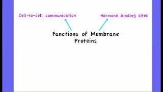 2.4.3 List the functions of membrane proteins