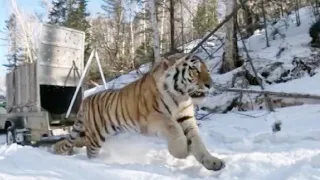 Тигра-убийцу выпустили на волю в тайгу подальше от людей в Приморском крае