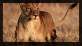 Cazadores creativos  El Coliseo   Documental de Leones GUERREROS W I L D   Africa Salvaje