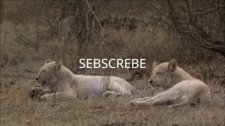 Best Documentary Films The Rare and Exotic Animals - National Geographic Documentary