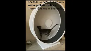 Беговое колесо для кошек закрытое с задней стенкой. Кототрек-тренажер.