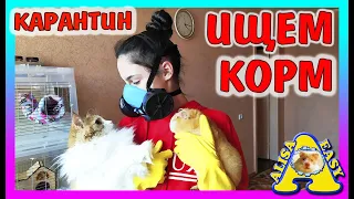 КАРАНТИН / корм для ХОМКИ и других ПИТОМЦЕВ / КРЫСЫ переехали /  Alisa Easy Pets