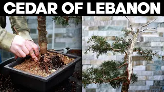 Repotting A Large Cedar Of Lebanon Bonsai