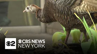 Wild turkey spotted roaming NYC streets in Midtown