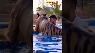 #shorts #dubai  🇦🇪 Tiger 🐯 🐅 #dubai #shorts #viral #tiger #jungle #vlog #vlogs #2024 #new