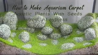 Make Aquarium Carpet - Aquatic Plants With Seeds from Aliexpress