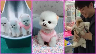 Funny and Cute Pomeranian Videos, Videos de TikTok Part 78