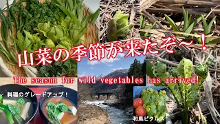 【山菜採りに行こう！おばあちゃんの山菜料理。】日本　新潟県