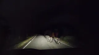 Creepy Forest Night Drive...