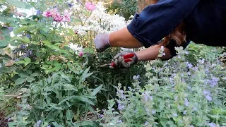 Flower Bed Cleanup! 🌿💚🥵// Garden Answer