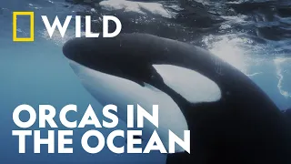 Rescuing an Orca from a Fishing Line | Secrets of the Whales | National Geographic WILD UK