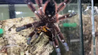 Female versicolor in prime breeding condition