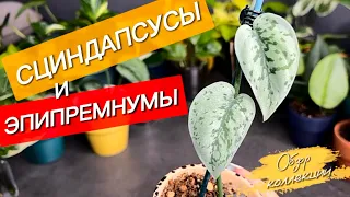 Сциндапсусы и Эпипремнумы | Обзор моей коллекции