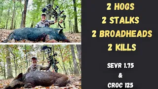 HOG BOWHUNT: 2 Hogs; 2 Stalks; 2 Broadheads; 2 Kills: SEVR 1.75 & CROC 125 gr