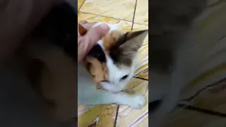 cat enjoying the massage