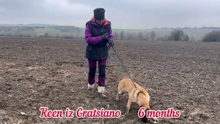 Keen iz Gratsiano /// 6 months malinois /// IGP dog training /// traking