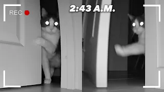 What Do Cats Do At Night? Part 2 (Door Openers)