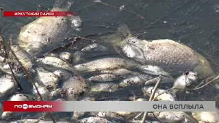 Массовая гибель рыбы произошла на одном из водоёмов в Иркутском районе