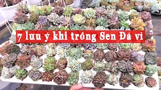 7 LƯU Ý KHI TRỒNG VÀ CHĂM SÓC SEN ĐÁ VỈ CHO NGƯỜI MỚI CHƠI