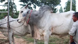 New Style 2021 ! Cow Man Used Traditional Style To Produced Baby Cow # 026/ Cow Breeding - cowcow tv