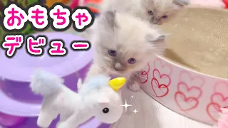 ❄️ムラムラしたパパ猫をうまくかわすママ猫＋新しいおもちゃではしゃぐかわいい三つ子の子猫達🤭【猫 発情期】【ママはラグドール✨パパはオオヤマネコ💪】#猫 #子猫 #ラグドール