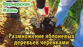 Размножение яблоневых деревьев черенками